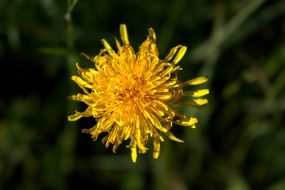 blooming yellow dandelions