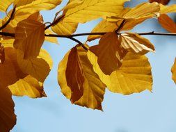 European beech branch with yellow leaves close-up