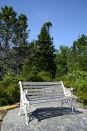 wooden bench in the forest on a sunny day