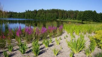 Garden on a lake bank