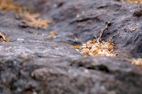 fallen leaves on a rock