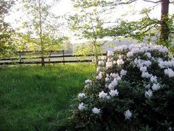 green bush with white flowers in the garden