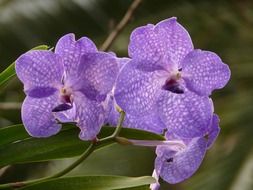 Blue vanda is a orchids