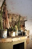 old plants plant antiques broken