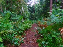 path in jungle