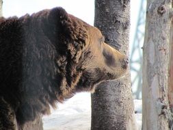 bear in grouse mountain Canada Vancouver