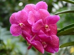 vanda from a orchid family