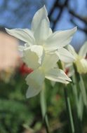 white daffodil flower spring closeup