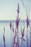 dry reed by the lake