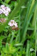 moth on pink flowers in garden