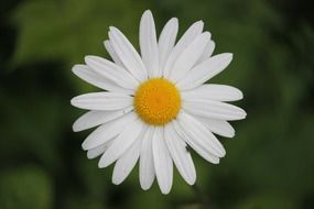 vibrant daisy flowers blossom