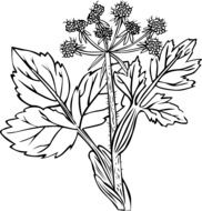 white snakeroot or Ageratina altissima