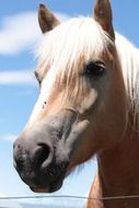 incredible beauty horses head