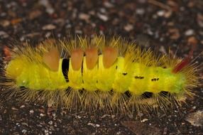 yellow caterpillar close-up on blurred background