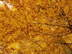 lush foliage of the European beech in autumn