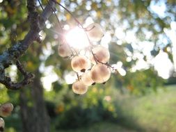 White currant berry in the garden