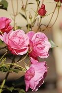 roses like garden plants