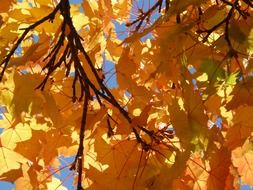 golden maple leaves at blue sky