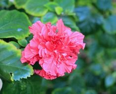 hibiscus nature flower