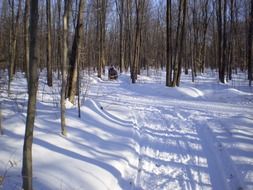 trail in a snowy forest on a sunny day