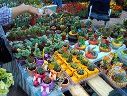 potted decorative succulent plants