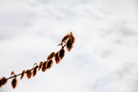 sprig of bushes against the sky