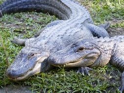 crocodile reptile