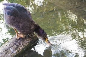 duck near the lake drinks water