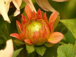 bud dahlia closeup