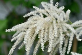 white flowering grass