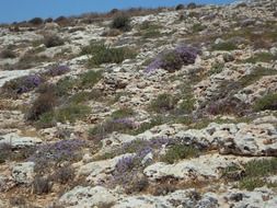 landscape of wild thyme in bloom on limestone