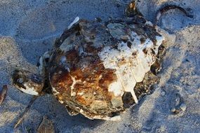 sea old turtle