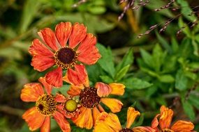 helenium is a herbaceous plant