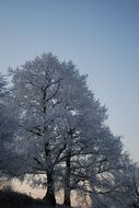 ice on the tree