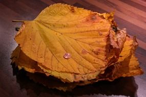 closeup photo of brown autumn leaves on the table