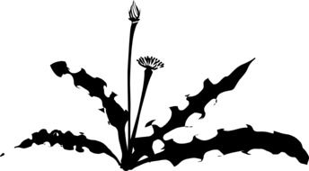 painted black dandelion