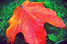 bright orange maple leaf on the grass