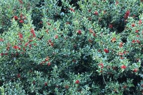 ilex meserveae, holly, wonderful bush with red berries