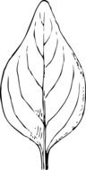 black and white drawing of leaf plant