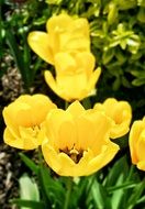 Beautiful yellow tulip flowers in spring