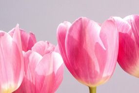 tulips, Pink flowers close up