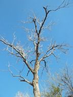 Dried tree with branches