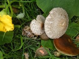 Different mushrooms among colorful leaves