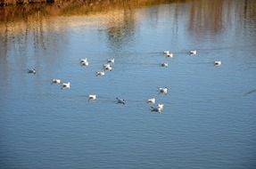 Picture of ducks are swimming on a river