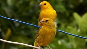 Tropical yellow canaries close-up on blurred background