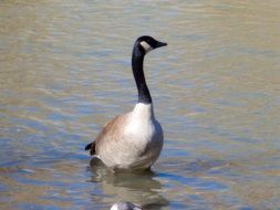 geese bird in nature
