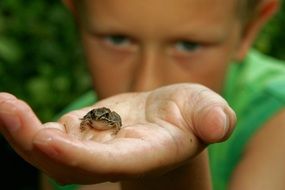 Boy is holding frog