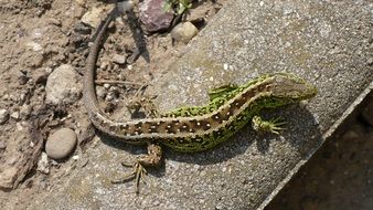 wild sand lizard