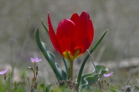 terrific anemone red flower