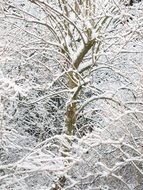 A lot of the snow on the trees in winter